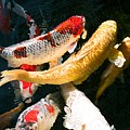 Group of Koi Fish by Dean Triolo Group of Koi Fish by Dean Triolo