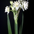 Grow Tiny Paperwhites Narcissus Photograph by Delynn Addams Photograph by Delynn Addams Grow Tiny Paperwhites Narcissus Photograph by Delynn Addams Photograph by Delynn Addams