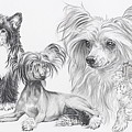 The Chinese Crested And Powderpuff by Barbara Keith The Chinese Crested And Powderpuff by Barbara Keith