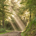 Guiding Light Photograph by Kristina Rinell Guiding Light Photograph by Kristina Rinell