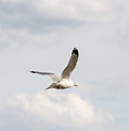 Gull in Flight Photograph by Holden The Moment Gull in Flight Photograph by Holden The Moment