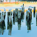 Gulls and Pilings  by Jeff Cooper