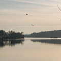 Gulls Over the Ohio Photograph by Holden The Moment Gulls Over the Ohio Photograph by Holden The Moment