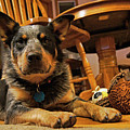 Gunner the Blue Heeler by Cricket Hackmann