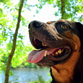 Gus on a Hike Photograph by Nicole Lloyd Gus on a Hike Photograph by Nicole Lloyd