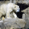 Habitat - Memphis Zoo Photograph by DArcy Evans Habitat - Memphis Zoo Photograph by DArcy Evans