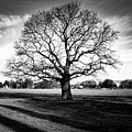 Hagley Tree Landscape Photograph by Roseanne Jones Hagley Tree Landscape Photograph by Roseanne Jones