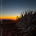 Haleaklaka Plantlife by Nikolai Martusheff