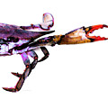 Half Crab - The Right Side by Sharon Cummings Half Crab - The Right Side by Sharon Cummings