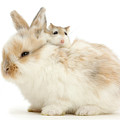Hammy Back Pack by Warren Photographic