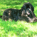 Handsome guy by Lisa Rose Musselwhite Handsome guy by Lisa Rose Musselwhite