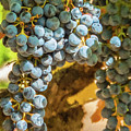Hanging Wine Photograph by David Letts Hanging Wine Photograph by David Letts
