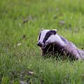 Happy Badger in the green grass Photograph by Torbjorn Swenelius Happy Badger in the green grass Photograph by Torbjorn Swenelius