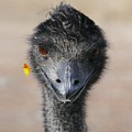 Happy Emu Photograph by Ivana Westin Happy Emu Photograph by Ivana Westin