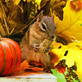 Happy Harvest Photograph by Tina LeCour Happy Harvest Photograph by Tina LeCour