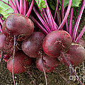 Harvested Organic Beets by Inga Spence Harvested Organic Beets by Inga Spence