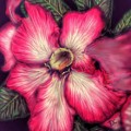 Hawaii Flower Digital Art by Darren Cannell Hawaii Flower Digital Art by Darren Cannell