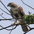 Hawk Before The Kill Photograph by Robert Alter Reflections of Infinity Hawk Before The Kill Photograph by Robert Alter Reflections of Infinity