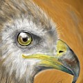Hawk Digital Art by Darren Cannell Hawk Digital Art by Darren Cannell