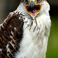 Hawk Photograph by Doug Gibbons Hawk Photograph by Doug Gibbons