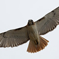 Hawk Overhead Photograph by Brian Hale Hawk Overhead Photograph by Brian Hale