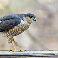 Hawk walking Photograph by Karen Smale