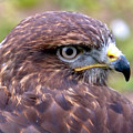 Hawks eye view Photograph by Stephen Melia Hawks eye view Photograph by Stephen Melia