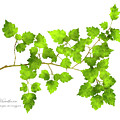 Hawthorn Pressed Leaf Art Mixed Media by Christina Rollo Hawthorn Pressed Leaf Art Mixed Media by Christina Rollo