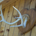 Head Moose Photograph by Ee Photography Head Moose Photograph by Ee Photography