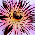 Heart of a Clematis Photograph by Baggieoldboy Heart of a Clematis Photograph by Baggieoldboy