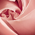Heart of a Rose in Pink Photograph by Onyonet Photo Studios Heart of a Rose in Pink Photograph by Onyonet Photo Studios