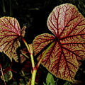 Hearty Begonia Backside Photograph by Allen Nice-Webb Hearty Begonia Backside Photograph by Allen Nice-Webb