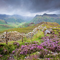 Heather and The Langdale Pikes on a stormy day in the Lake District Photograph by Anita Nicholson Heather and The Langdale Pikes on a stormy day in the Lake District Photograph by Anita Nicholson