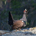 Heather Cock in the Morning Sun Photograph by Torbjorn Swenelius Heather Cock in the Morning Sun Photograph by Torbjorn Swenelius