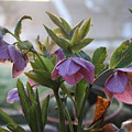 Helleborus Lenten Rose by Valerie Collins Helleborus Lenten Rose by Valerie Collins