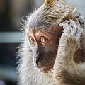 Hello, Monkey Here Photograph by Rick Deacon Hello, Monkey Here Photograph by Rick Deacon