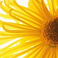 Hello Sunshine Photograph by Julie Lueders Hello Sunshine Photograph by Julie Lueders