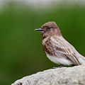 Black Phoebe Photograph by Mark Miller Black Phoebe Photograph by Mark Miller