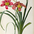 Hemerocallis fulva Painting by Pierre Joseph Redoute Hemerocallis fulva Painting by Pierre Joseph Redoute