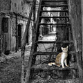 Here Kitty Kitty Kitty... by Evelina Kremsdorf Here Kitty Kitty Kitty... by Evelina Kremsdorf