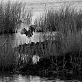 Heron and Grass in B/W Photograph by William Selander Heron and Grass in B/W Photograph by William Selander