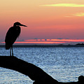 Heron at Datbreak Photograph by Ted Keller Heron at Datbreak Photograph by Ted Keller