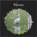 Heron Photograph by Holden The Moment Heron Photograph by Holden The Moment
