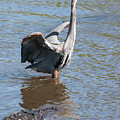 Heron With Gator by Carol Groenen Heron With Gator by Carol Groenen
