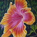 Hibiscus Painting by Amelie Simmons Hibiscus Painting by Amelie Simmons