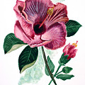 Hibiscus Dusky Rose by Karin Dawn Kelshall- Best Hibiscus Dusky Rose by Karin Dawn Kelshall- Best