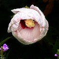 Hibiscus in bloom Photograph by Jackson Pearson Hibiscus in bloom Photograph by Jackson Pearson