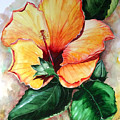 Hibiscus Sunny by Karin Dawn Kelshall- Best Hibiscus Sunny by Karin Dawn Kelshall- Best