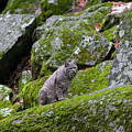 High Sierra Bobcat Photograph by Mark Miller High Sierra Bobcat Photograph by Mark Miller