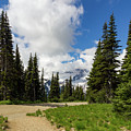 Hiking Path into the trees Photograph by Roslyn Wilkins Hiking Path into the trees Photograph by Roslyn Wilkins
